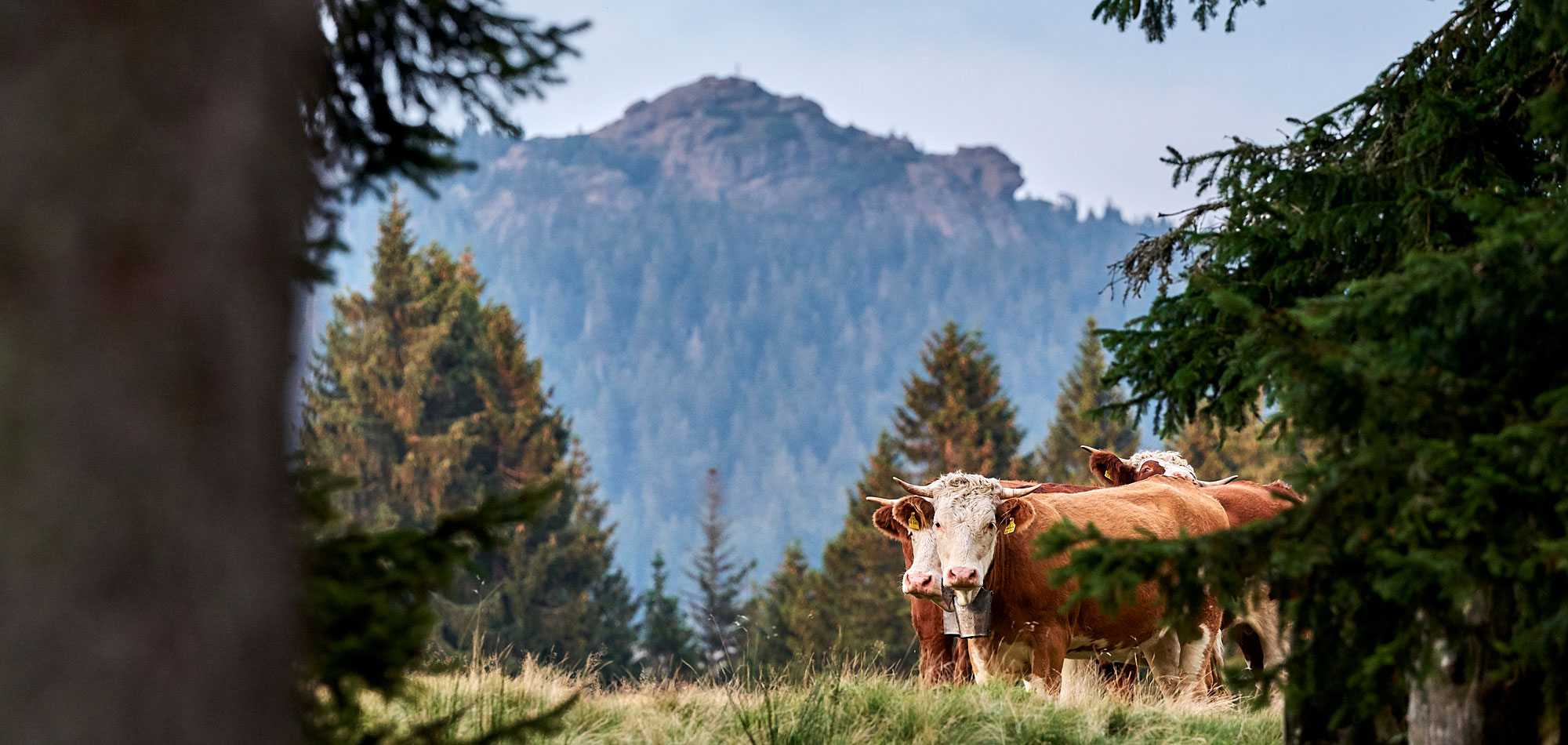 Blick auf den Großen Arber in Bayern Ausflugstipps Bayerischer Wald