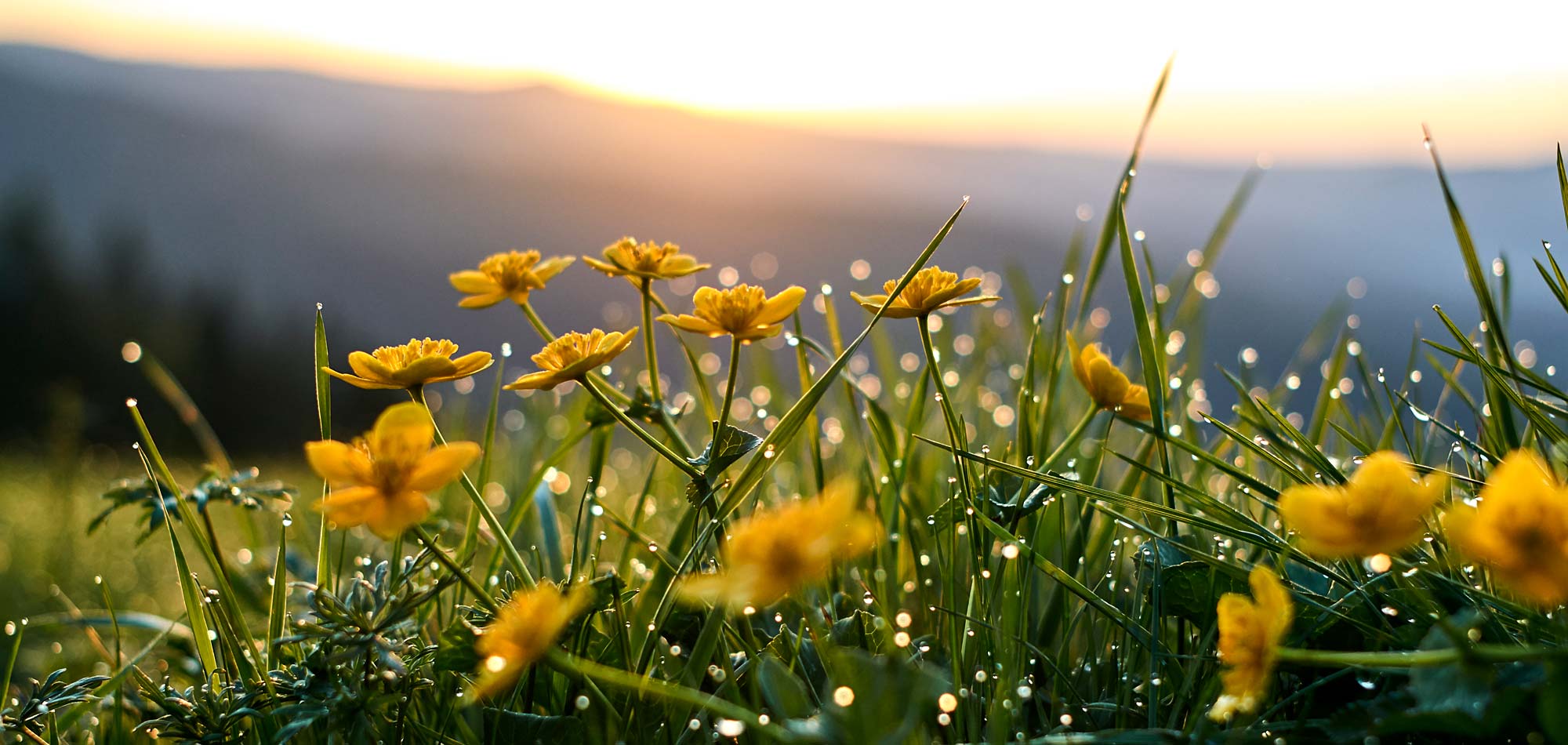 Blumenwiese im Bayerischen Wald