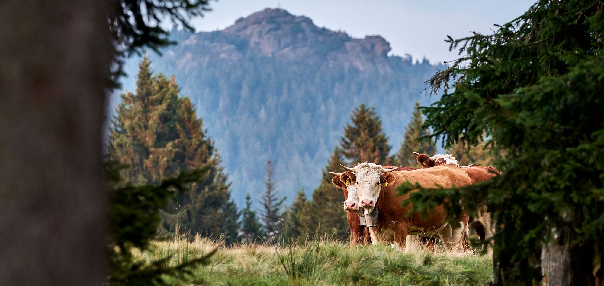 Naturlandschaft in Bayern
